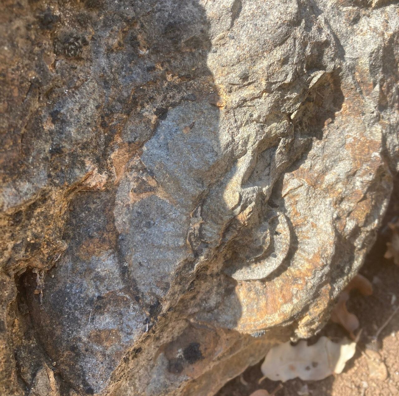 OSMANLININ İLK BAŞŞEHRİ BURSA’NIN YENİŞEHİR İLÇESİNE BAĞLI KARAAMCA MEVKİİNDE DOLAŞAN