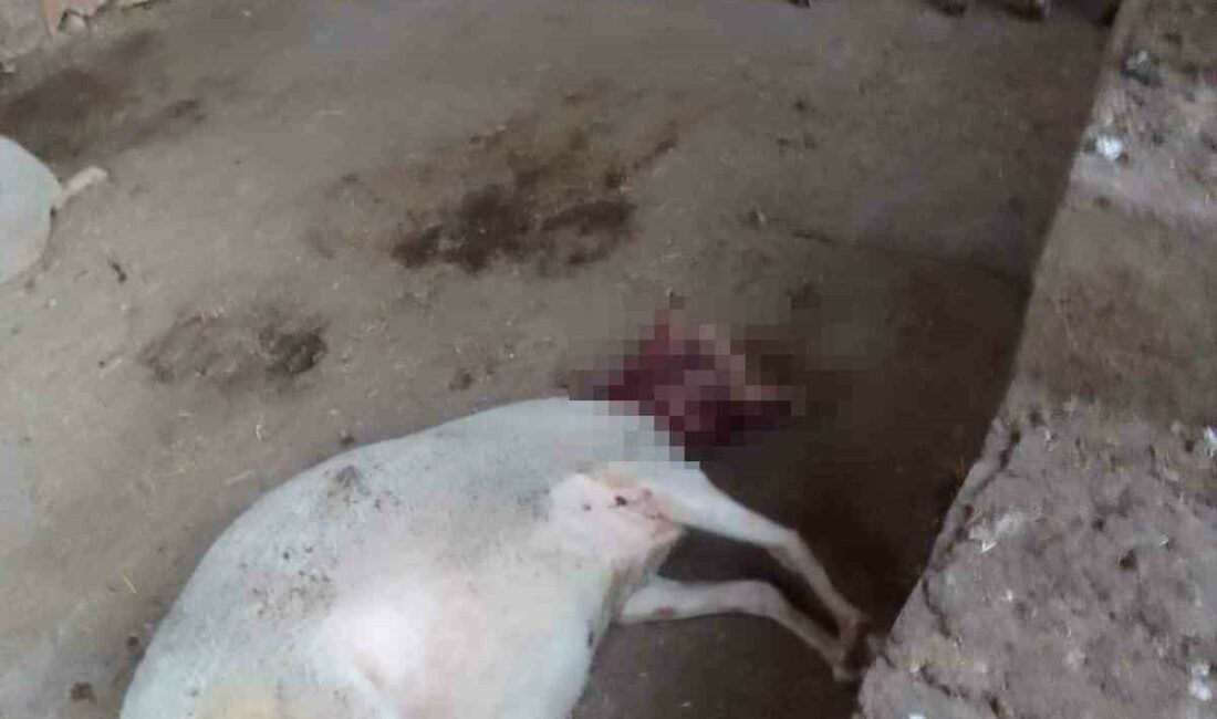 Ağıla giren köpekler 13 koyunu yaraladı BURSA'NIN YENİŞEHİR İLÇESİNDE SOKAK KÖPEKLERİ, GİRDİKLERİ AĞILDA 13 KOYUNA SALDIRDI.