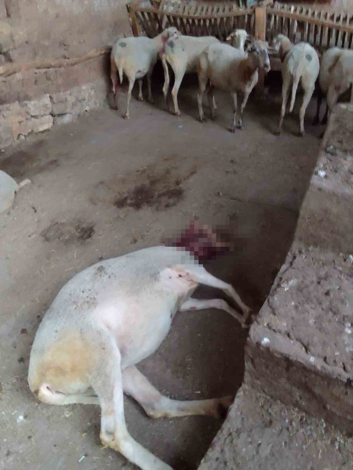 BURSA'NIN YENİŞEHİR İLÇESİNDE SOKAK KÖPEKLERİ, GİRDİKLERİ AĞILDA 13 KOYUNA SALDIRDI.