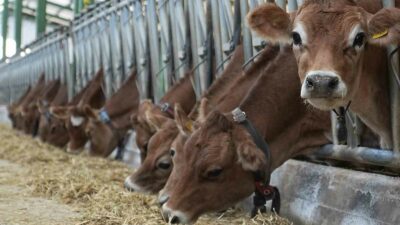 SON HAFTALARDA AVRUPA'DAKİ BÜYÜKBAŞ HAYVANLARDA MAVİ DİL HASTALIĞI GÖRÜLMESİ ÜZERİNE