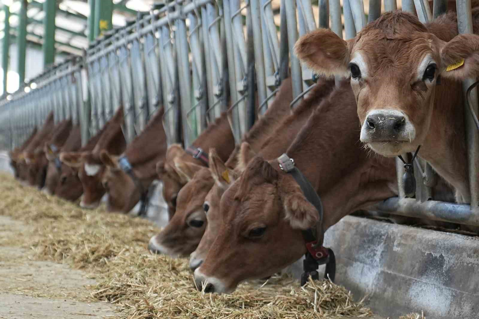 SON HAFTALARDA AVRUPA'DAKİ BÜYÜKBAŞ HAYVANLARDA MAVİ DİL HASTALIĞI GÖRÜLMESİ ÜZERİNE