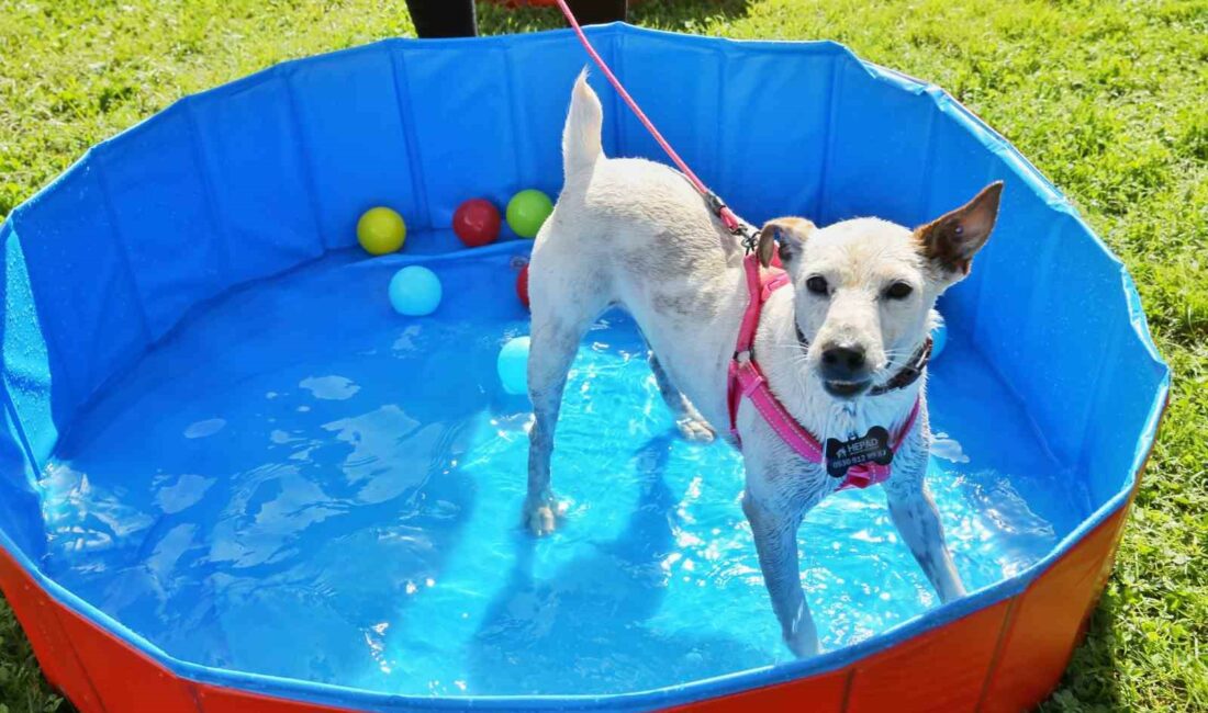 Can dostlar yeni yuvalarına kavuştu BURSA BÜYÜKŞEHİR BELEDİYESİ, SOKAK HAYVANLARINA SICAK BİR YUVA BULMAK AMACIYLA