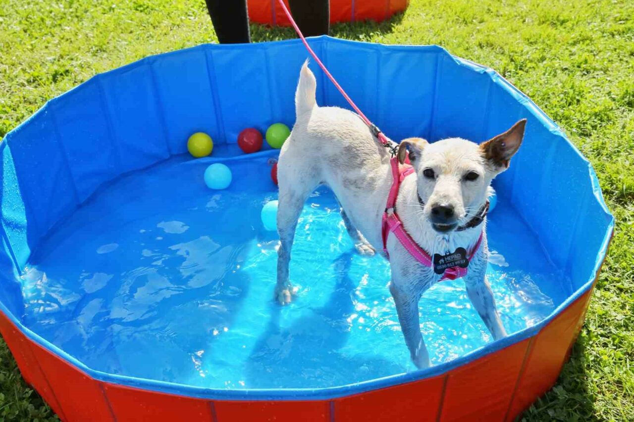 BURSA BÜYÜKŞEHİR BELEDİYESİ, SOKAK HAYVANLARINA SICAK BİR YUVA BULMAK AMACIYLA