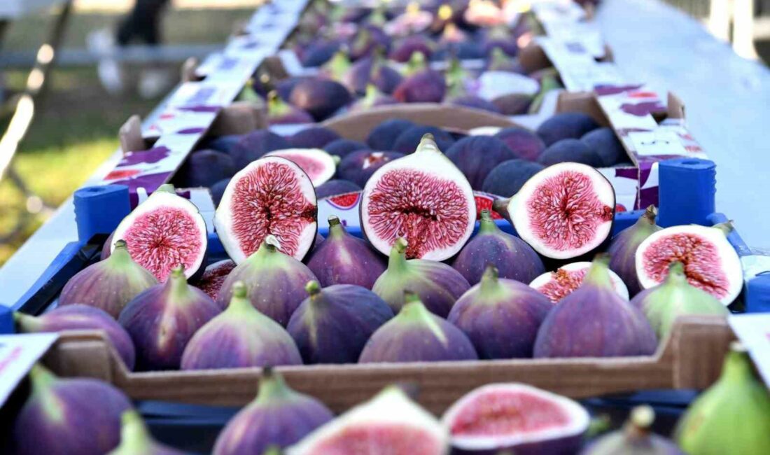 BURSA’NIN AB NEZDİNDE COĞRAFİ İŞARET TESCİLLİ TARIM ÜRÜNÜ SİYAH İNCİRİNİN