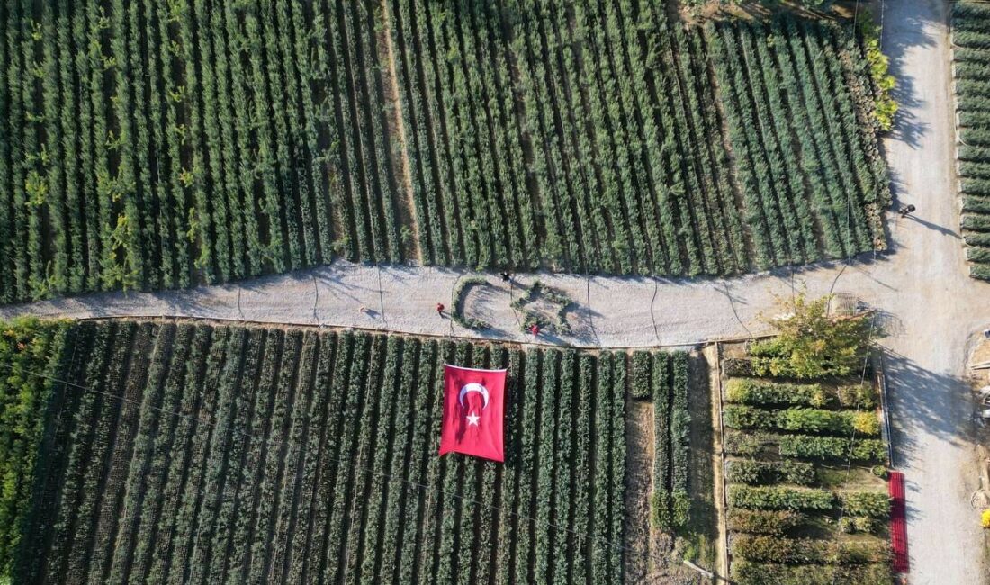 Cumhuriyetin 101 için zeytin fidanlarıyla Türk Bayrağı’nı oluşturdu BURSALI FİDANCİ ZEYTİN AĞAÇLARIYLA AYBURSALI FİDANCİ ZEYTİN AĞAÇLARIYLA AY VE