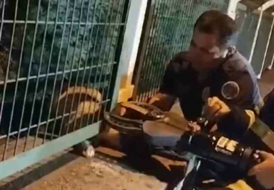 Demir korkuluklara sıkışan yavru köpek böyle kurtarıldı DEMİR KORKULUKLARA SIKIŞAN YAVRU KÖPEK BÖYLE KURTARILDI