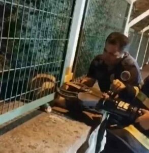Demir korkuluklara sıkışan yavru köpek böyle kurtarıldı DEMİR KORKULUKLARA SIKIŞAN YAVRU KÖPEK BÖYLE KURTARILDI