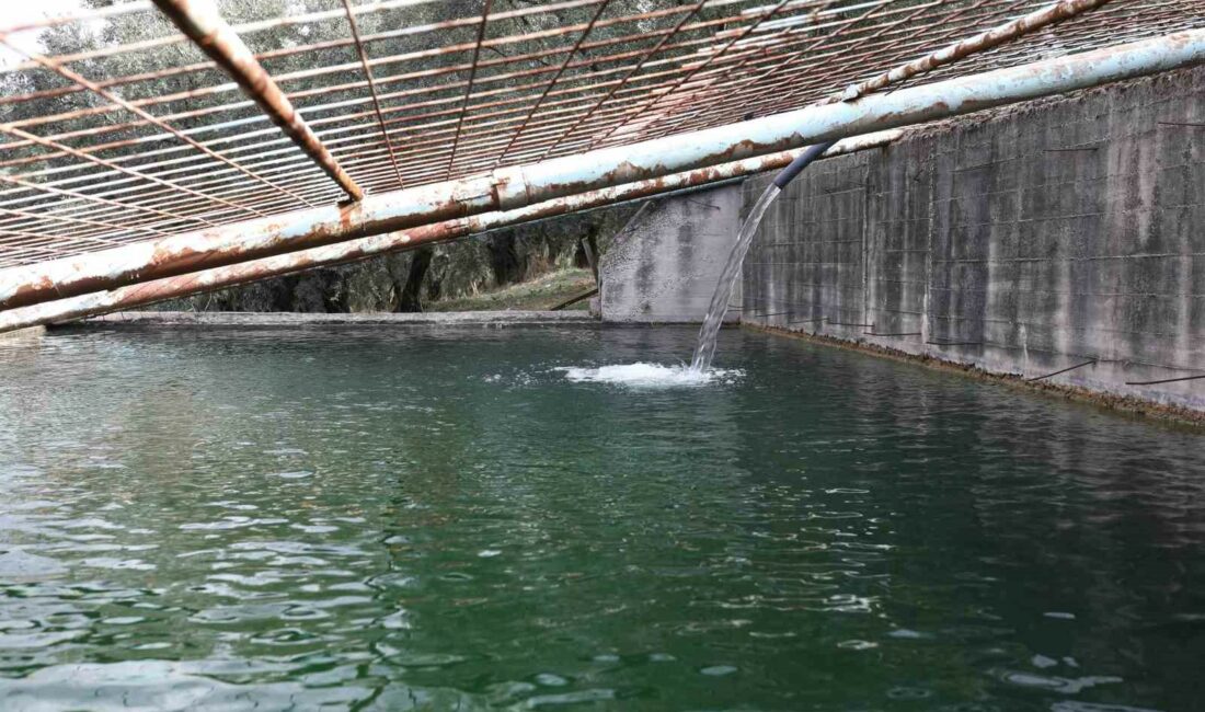 Gemlik Belediyesi, 10 bin ağaca su ulaştırdı BURSA'NIN GEMLİK İLÇESİNDE, BOŞA AKAN İKİ KAYNAK SUYU BİR HAVUZDA