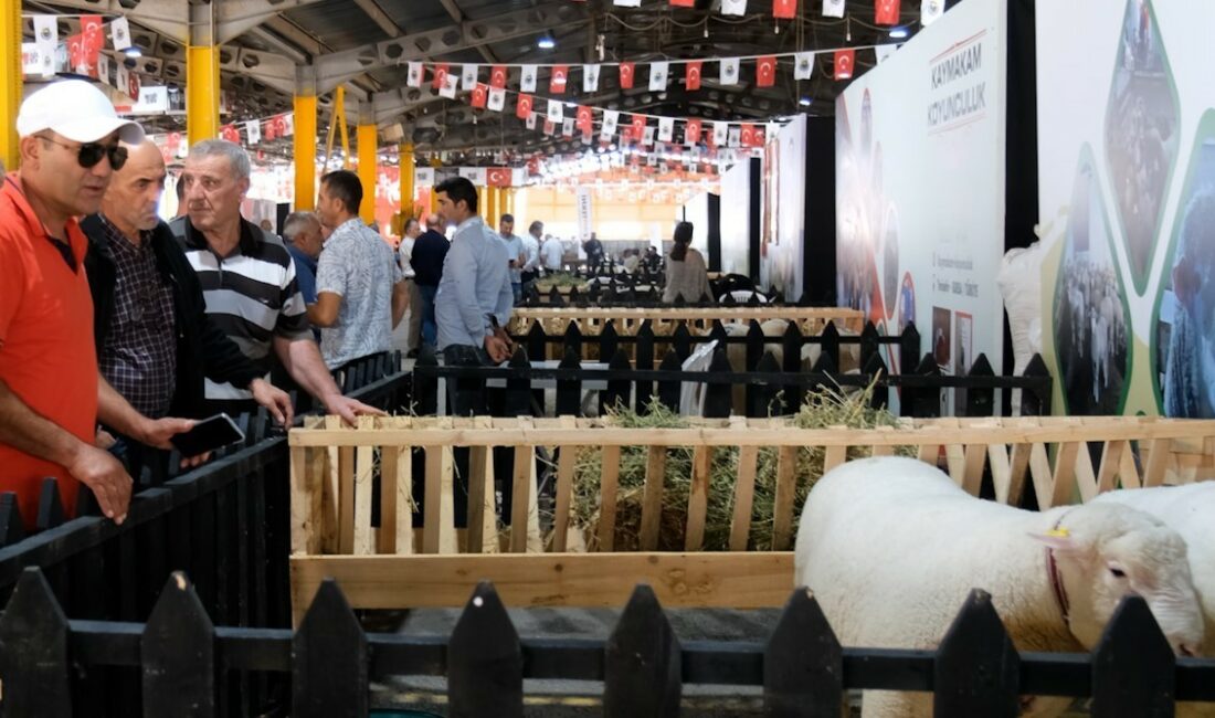 İnegöl’de Küçükbaş Hayvancılık Festivali başladı İNEGÖL BELEDİYESİ’NİN BU YIL 4’ÜNCÜSÜNÜ DÜZENLEDİĞİ KÜÇÜKBAŞ HAYVANCILIK FESTİVALİ CUMA