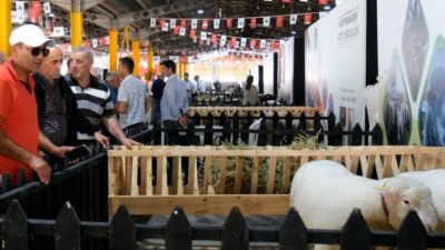 İNEGÖL BELEDİYESİ’NİN BU YIL 4’ÜNCÜSÜNÜ DÜZENLEDİĞİ KÜÇÜKBAŞ HAYVANCILIK FESTİVALİ CUMA