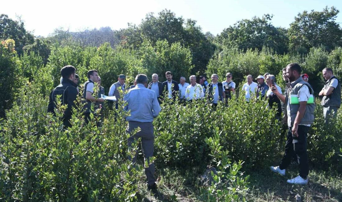 MUDANYA’DA, MESUDİYE KOOPERATİF ÜYELERİ VE KÖY SAKİNLERİNE "MESUDİYE DEFNE ALANI