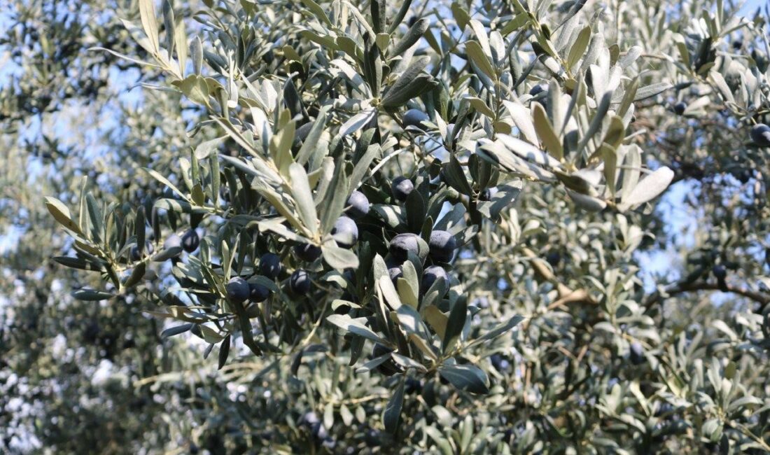 REKOLTE BEYAN ALIMLARININ DEVAM ETTİĞİ MARMARABİRLİK’TE 2024-2025 ÜRÜN ALIM KAMPANYASI