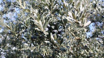 REKOLTE BEYAN ALIMLARININ DEVAM ETTİĞİ MARMARABİRLİK’TE 2024-2025 ÜRÜN ALIM KAMPANYASI