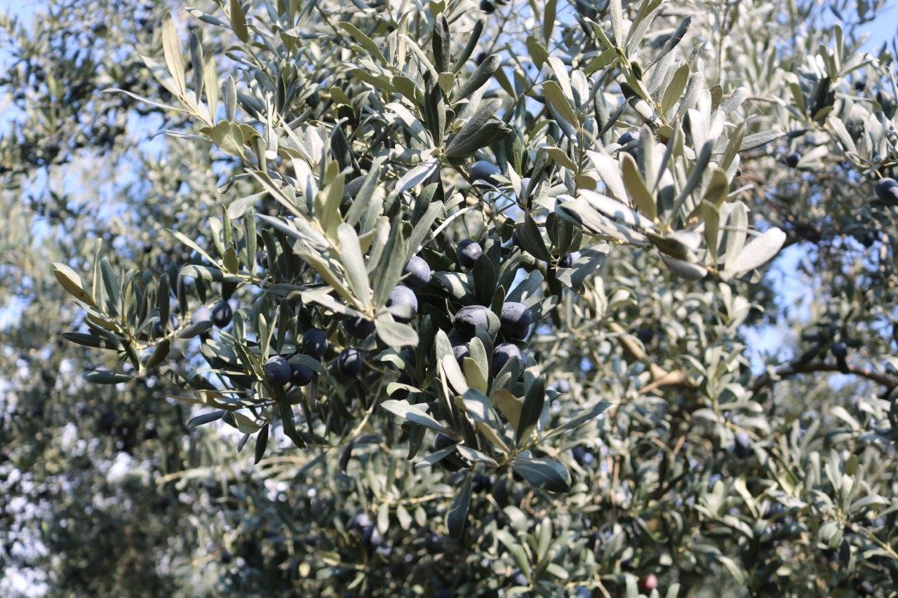 REKOLTE BEYAN ALIMLARININ DEVAM ETTİĞİ MARMARABİRLİK’TE 2024-2025 ÜRÜN ALIM KAMPANYASI