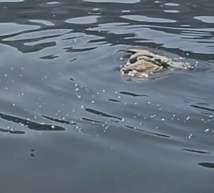 BURSA'DA MİSİNAYA DOLANARAK DENİZİN ÜZERİNDE MAHSUR KALAN VE ÖLMEK ÜZERE