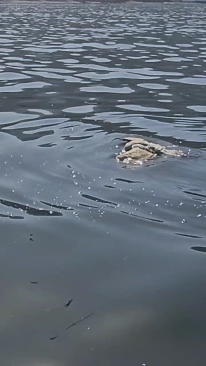 BURSA'DA MİSİNAYA DOLANARAK DENİZİN ÜZERİNDE MAHSUR KALAN VE ÖLMEK ÜZERE