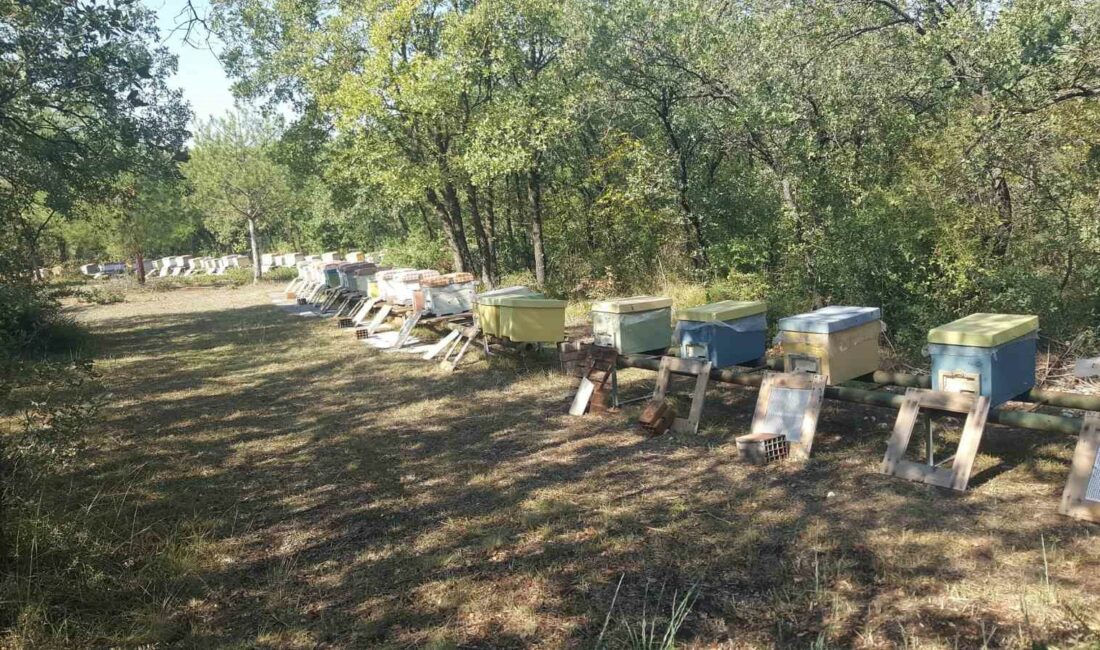 Üniversitenin zarar gören arı kovanları üretici desteğiyle yenilendi BURSA ULUDAĞ ÜNİVESİTESİ (BUÜ) KAMPÜSÜNDE 30 HAZİRAN’DA MEYDANA GELEN BÜYÜK