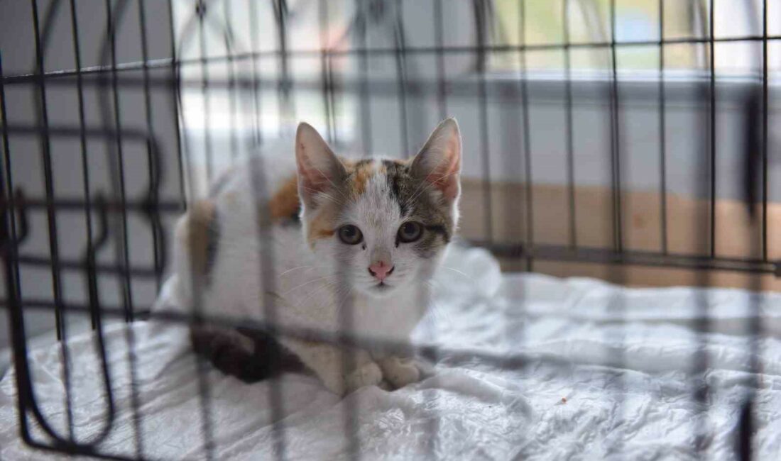 Yıldırım’da can dostlar emin ellerde BURSA'NIN YILDIRIM İLÇESİNDE MAZGAL BOŞLUĞUNDA MAHSUR KALAN YAVRU KEDİ, İTFAİYE