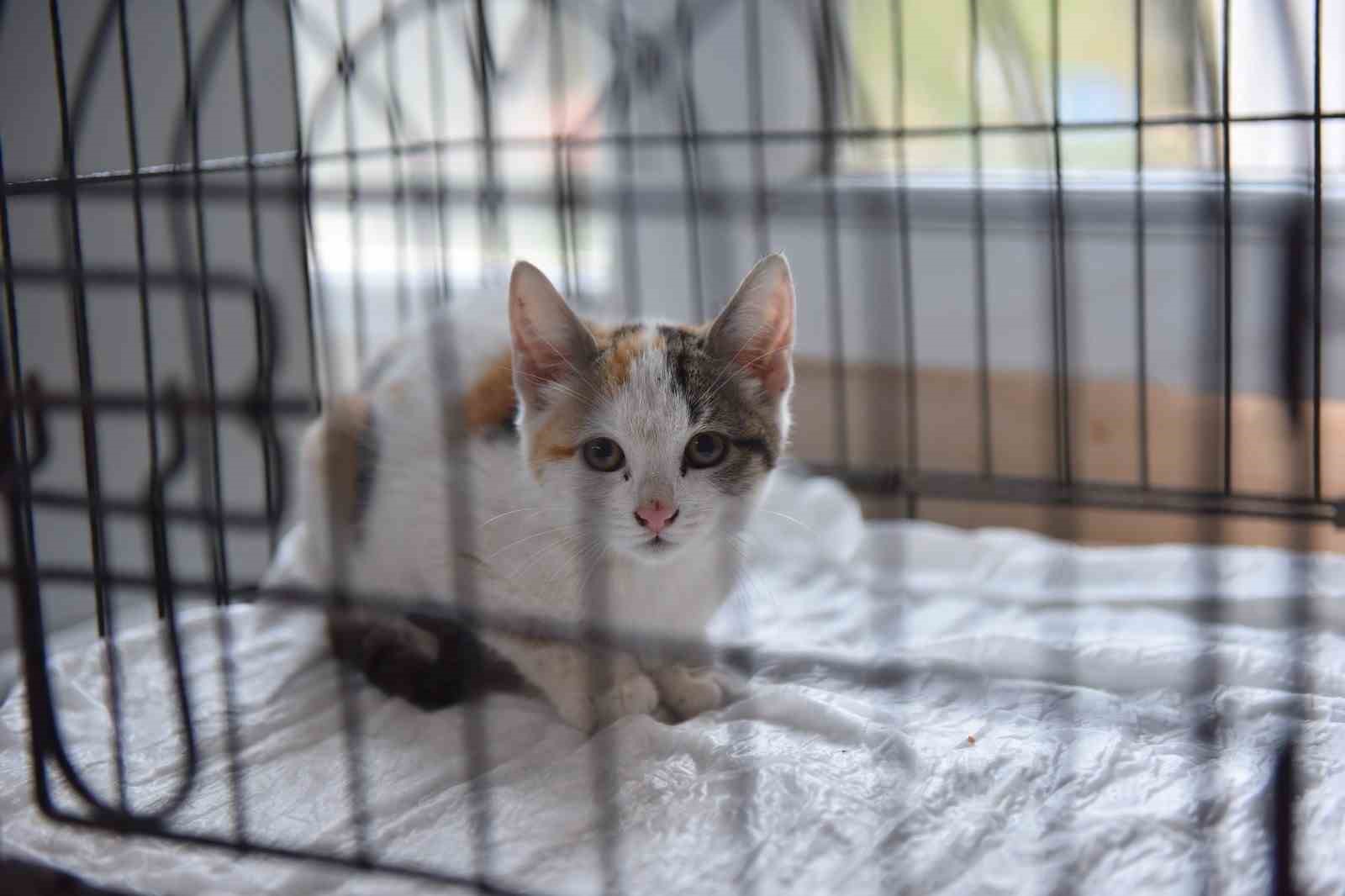 BURSA'NIN YILDIRIM İLÇESİNDE MAZGAL BOŞLUĞUNDA MAHSUR KALAN YAVRU KEDİ, İTFAİYE