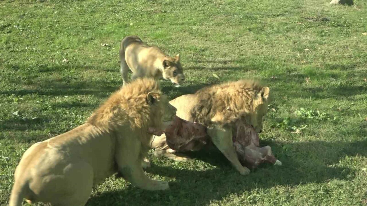 BURSA HAYVANAT BAHÇESİ'NDEKİ HAYVANLARIN HAREKETLENMESİ İÇİN FARKLI YÖNTEMLERLE YAPILAN BESLEME