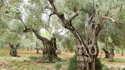 UNESCO tarafından alınan kararla her yıl 26 Kasım’da Dünya Zeytin