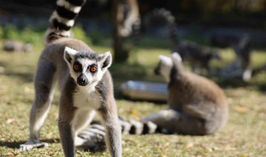 Bursa Hayvanat Bahçesi 26 yaşında BURSA’DA YAKLAŞIK 206 BİN METREKARELİK ALANDA 137 TÜRDEN BİNİ AŞKIN