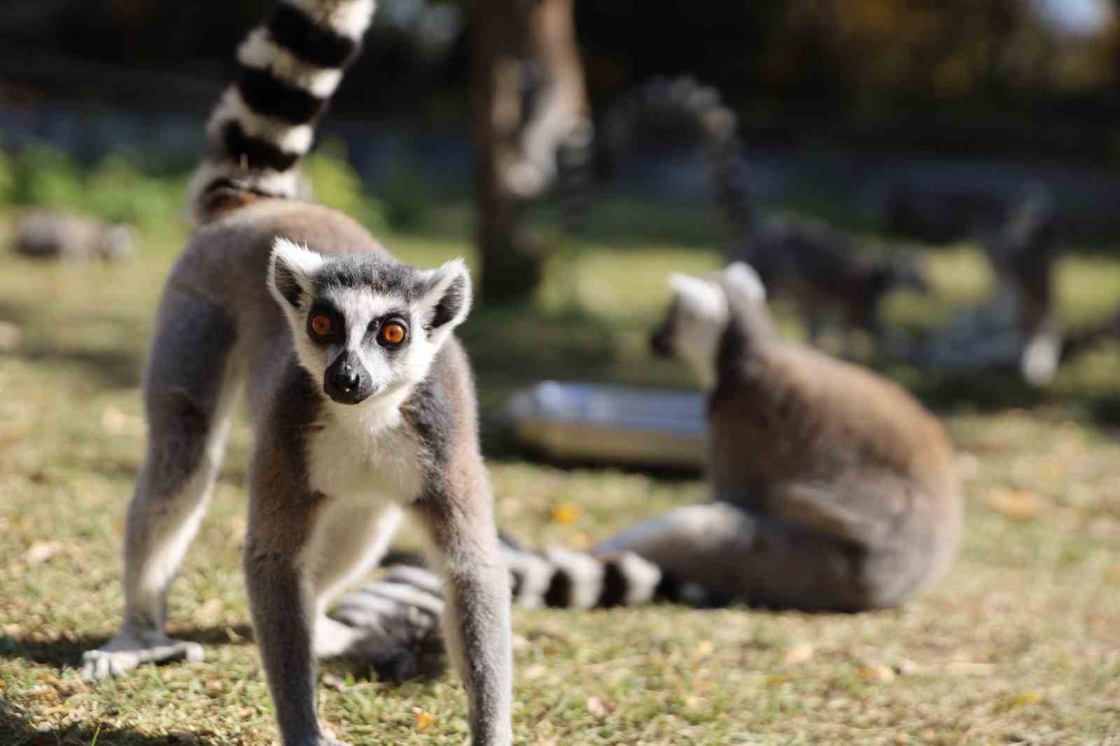 BURSA’DA YAKLAŞIK 206 BİN METREKARELİK ALANDA 137 TÜRDEN BİNİ AŞKIN