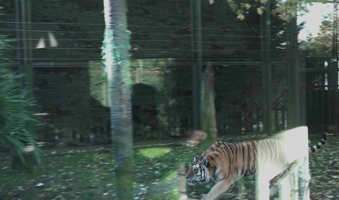 Bursa Hayvanat Bahçesi’nde kaplanın bir sıçrayışta eti kapması nefes kesti BURSA HAYVANAT BAHÇESİ SAKİNLERİ, DOĞAL ORTAMLARINDAN FARKSIZ BİR HAYAT SÜRÜYOR.