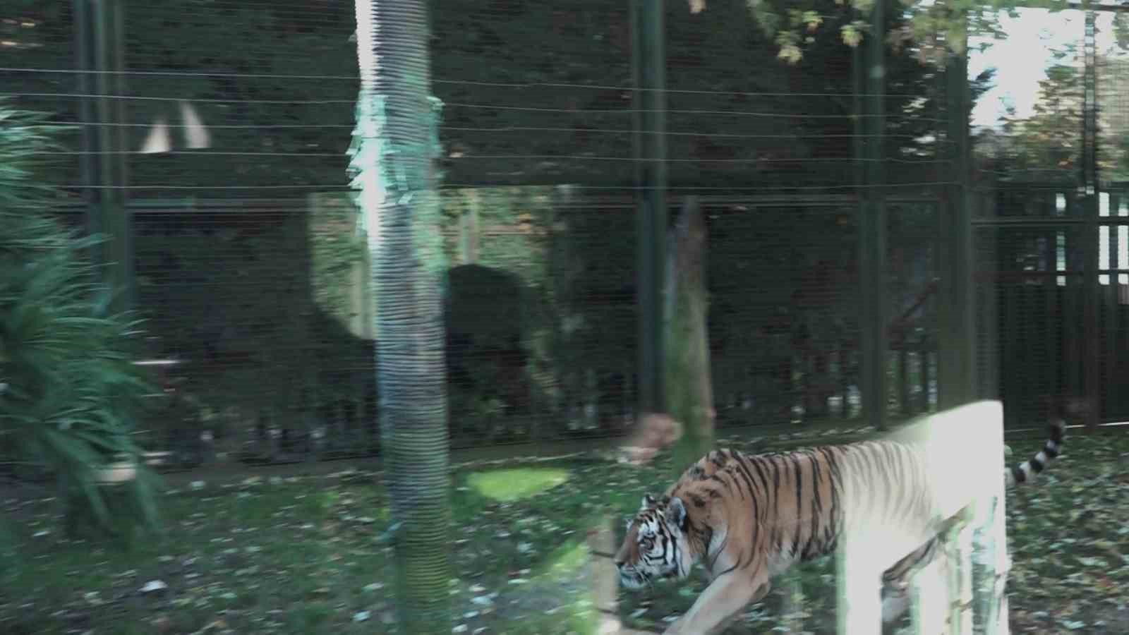 BURSA HAYVANAT BAHÇESİ SAKİNLERİ, DOĞAL ORTAMLARINDAN FARKSIZ BİR HAYAT SÜRÜYOR.
