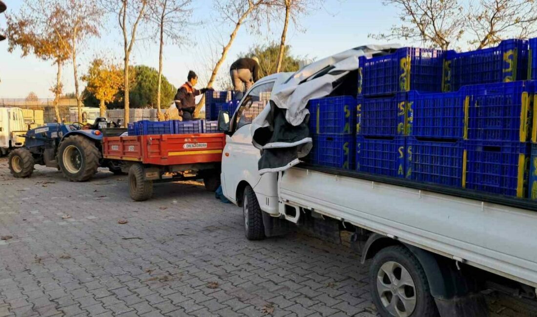 Bursa’nın İznik ilçesinde zeytin üreticileri, topladıkları mahsullerini Tarık Kredi Kooperatifi’ne