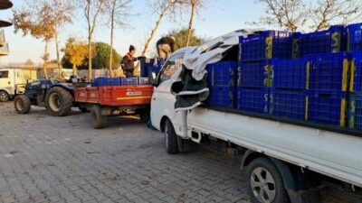 Bursa’nın İznik ilçesinde zeytin üreticileri, topladıkları mahsullerini Tarık Kredi Kooperatifi’ne
