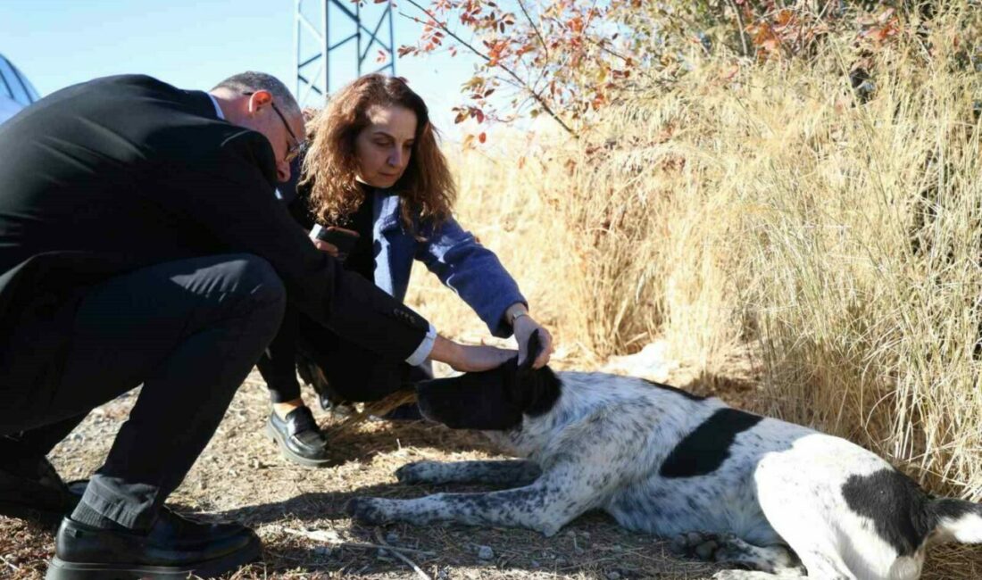 Can dostlar için Mudanya’da güç birliği Sokak hayvanlarının daha sağlıklı bir yaşam sürmesi için çalışmalarını sürdüren