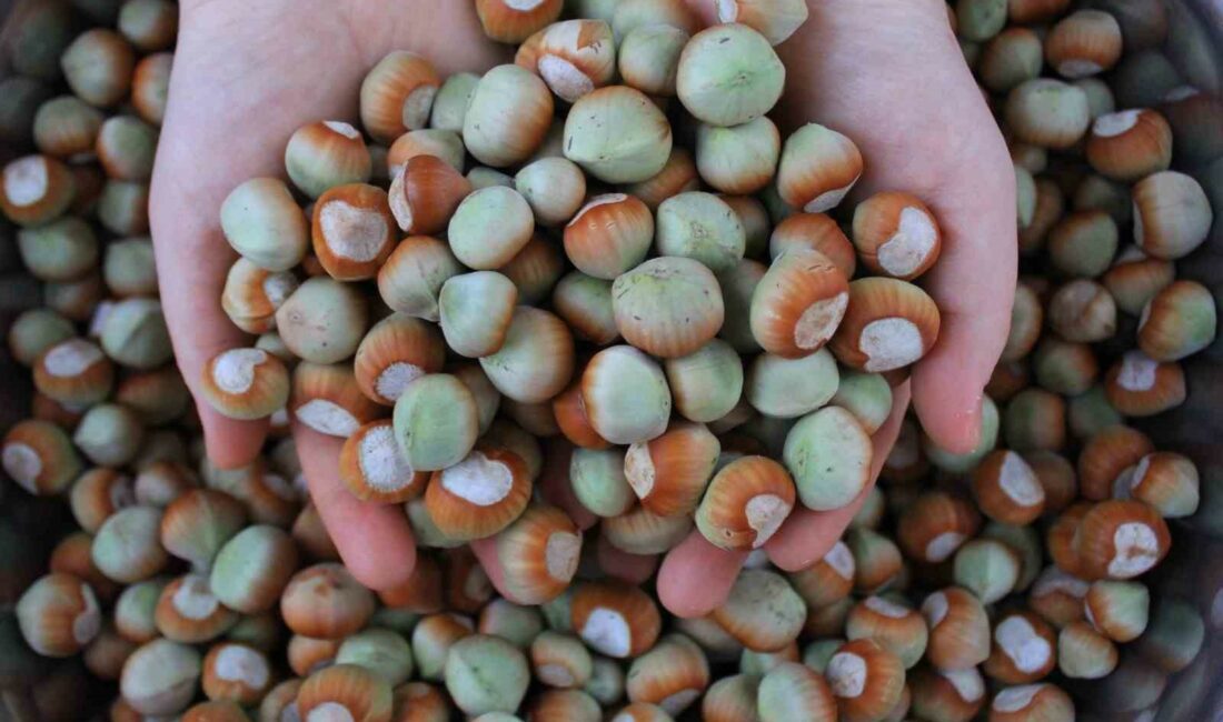 Dünyadaki büyük alıcıların talebi fındığa değer kattı TÜRKİYE’NİN FINDIK VE MAMÜLLERİ İHRACATI 2024 YILININ OCAK-EKİM DÖNEMİNDE 254