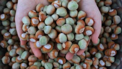 TÜRKİYE’NİN FINDIK VE MAMÜLLERİ İHRACATI 2024 YILININ OCAK-EKİM DÖNEMİNDE 254