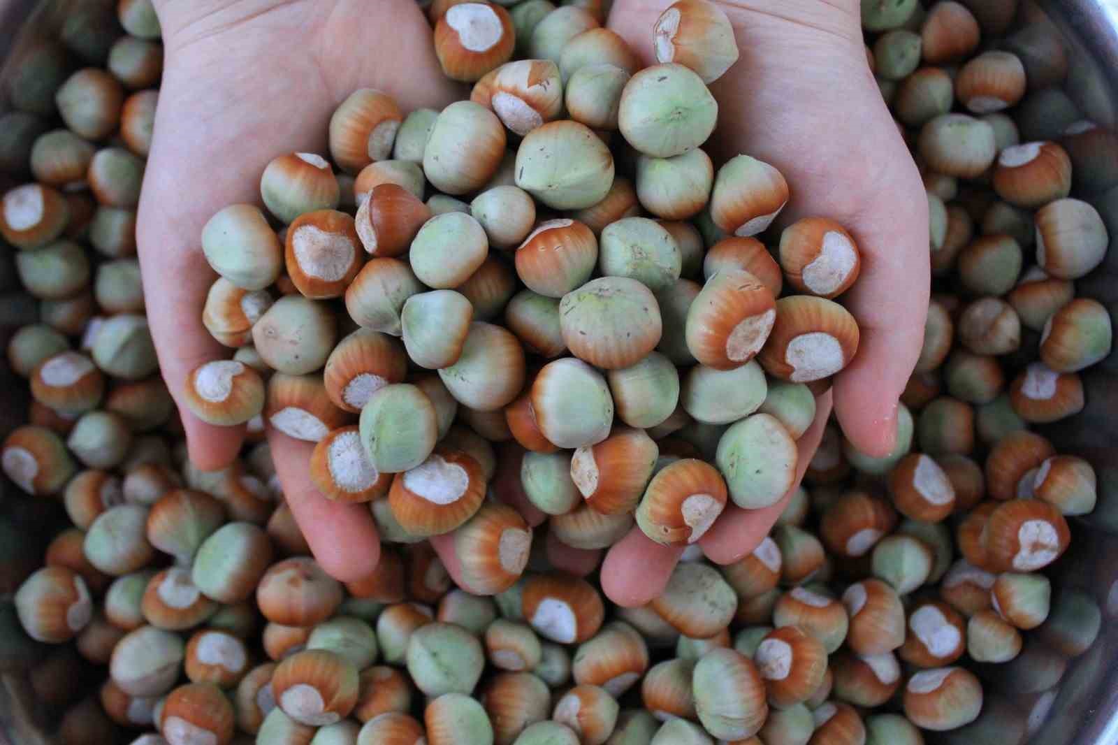 TÜRKİYE’NİN FINDIK VE MAMÜLLERİ İHRACATI 2024 YILININ OCAK-EKİM DÖNEMİNDE 254