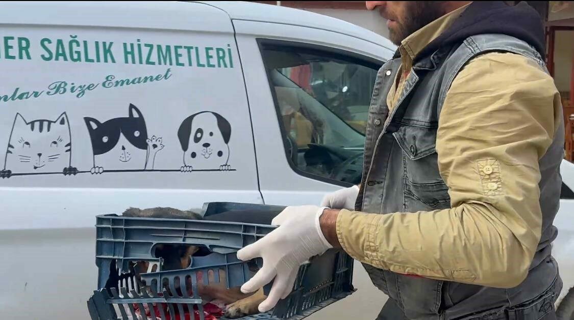 Bursa’nın İznik ilçesinde bir otomobilin çarptığı yaralı köpeğe zabıta ekipleri