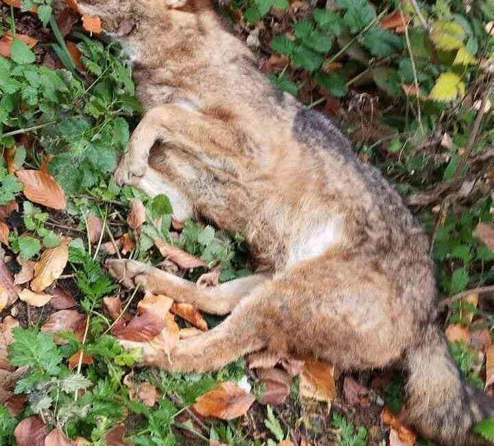 İnegöl’de 3 kurt avcılar tarafından öldürüldü BURSA'NIN İNEGÖL İLÇESİNDE İDDİAYA GÖRE AVCILAR TARAFINDAN 3 KURT, VURULARAK