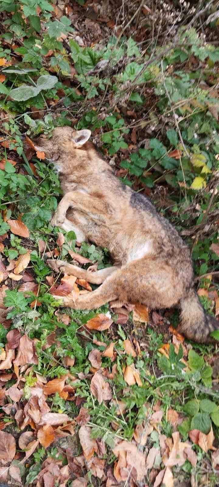 BURSA'NIN İNEGÖL İLÇESİNDE İDDİAYA GÖRE AVCILAR TARAFINDAN 3 KURT, VURULARAK