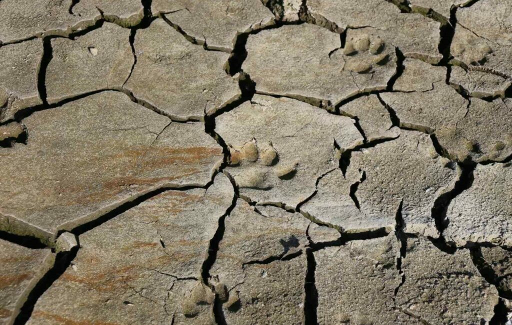 BURSA KENT KONSEYİ VE DOĞADER KURUYAN NİLÜFER BARAJINDA BASIN AÇIKLAMASI