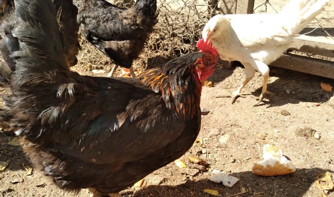 TAVUKLARINIZIN İBİK, SAKAL VE BACAKLARINDA MOR RENK VARSA DİKKAT