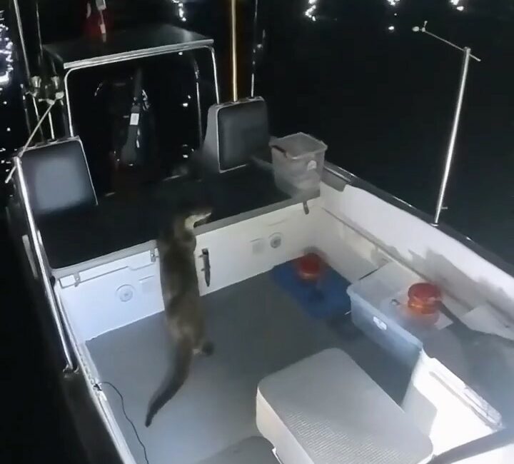 Tekneden balık çalan su samuru kameraya yakalandı BURSA'DA BALIKÇI TEKNESİNE GELEN SU SAMURU, BALIK HIRSIZLIĞI YAPARKEN KAMERALARA