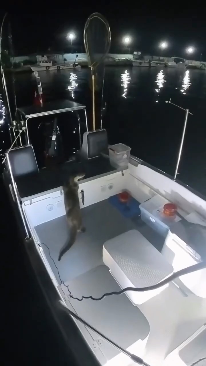 BURSA'DA BALIKÇI TEKNESİNE GELEN SU SAMURU, BALIK HIRSIZLIĞI YAPARKEN KAMERALARA