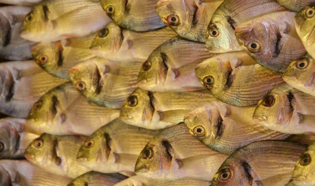 Yunan çipurası az olunca Türk çipurası kıymete bindi TÜRKİYE’NİN BU YILIN OCAK-EKİM DÖNEMİNDE ÇİPURA İHRACATI GEÇEN YILIN AYNI