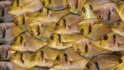 TÜRKİYE’NİN BU YILIN OCAK-EKİM DÖNEMİNDE ÇİPURA İHRACATI GEÇEN YILIN AYNI