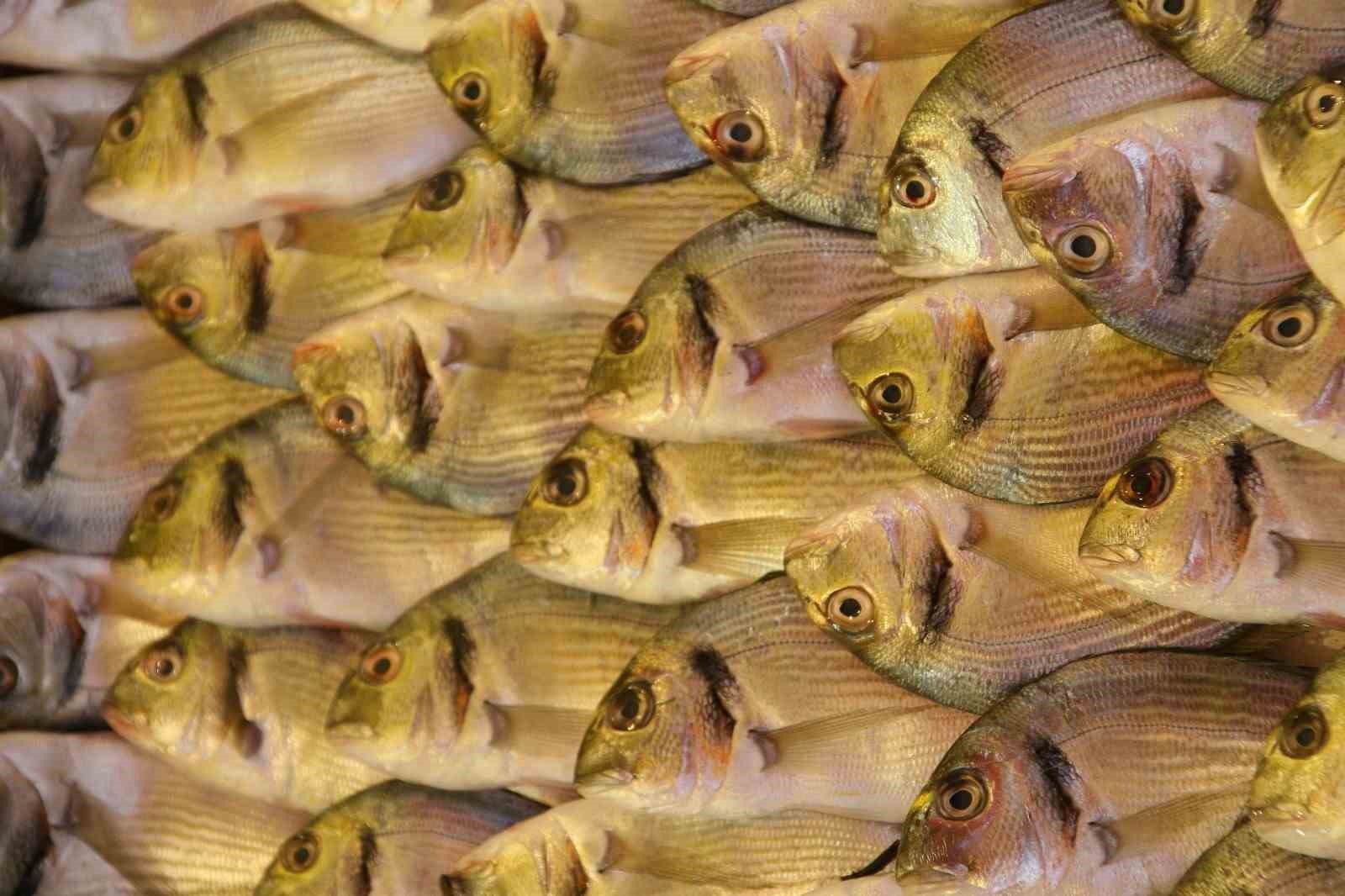 TÜRKİYE’NİN BU YILIN OCAK-EKİM DÖNEMİNDE ÇİPURA İHRACATI GEÇEN YILIN AYNI