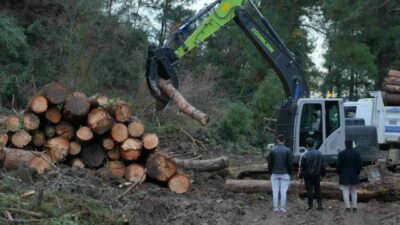 Bursa’da yaklaşık 100 dönüm alan içerisinde bulunan ağaçlar, ömrünü tamamladığı