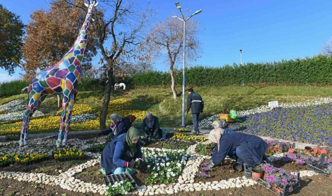 300 bin kış çiçeği toprakla buluşuyor Osmangazi Belediyesi, kış döneminde 300 bin mevsimlik çiçeği toprak ile