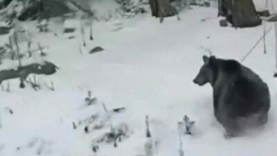 Kış turizminin önemli merkezlerinden Uludağ’da kış uykusuna yatamayan ayı, cep