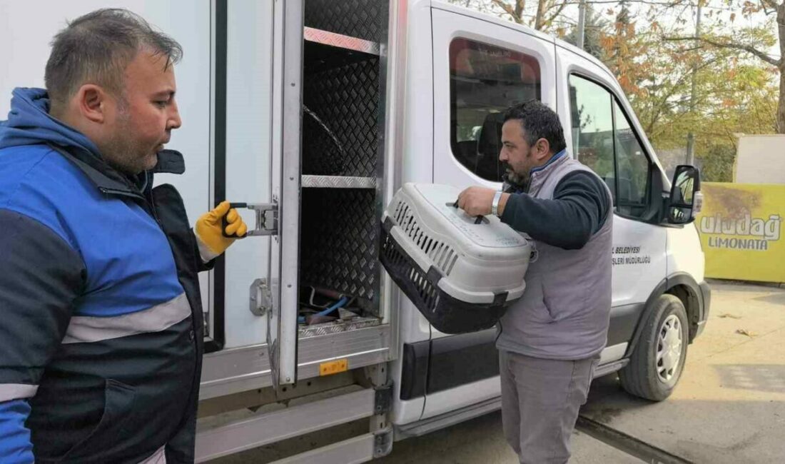 Bacağı kırılan kedi Devlet Hastanesi acile geldi, belediye sahip çıkıp tedaviye aldı Bursa’nın İnegöl ilçesinde bacağı kırılan kedi, İnegöl Devlet Hastanesi Acil