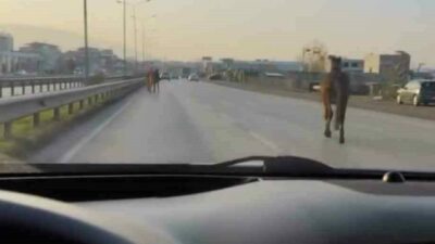 Bursa’da başıboş atlar anayolda tehlike saçtı. Sürücülerin dikkati sayesinde muhtemel